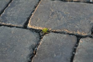 Green sprouts between concrete bricks